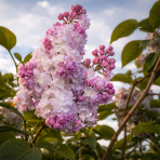 Orgován obyčajný (Syringa vulgaris) ´KRASAVITSA MOSKVY´ - výška 20-30 cm, kont. C2L